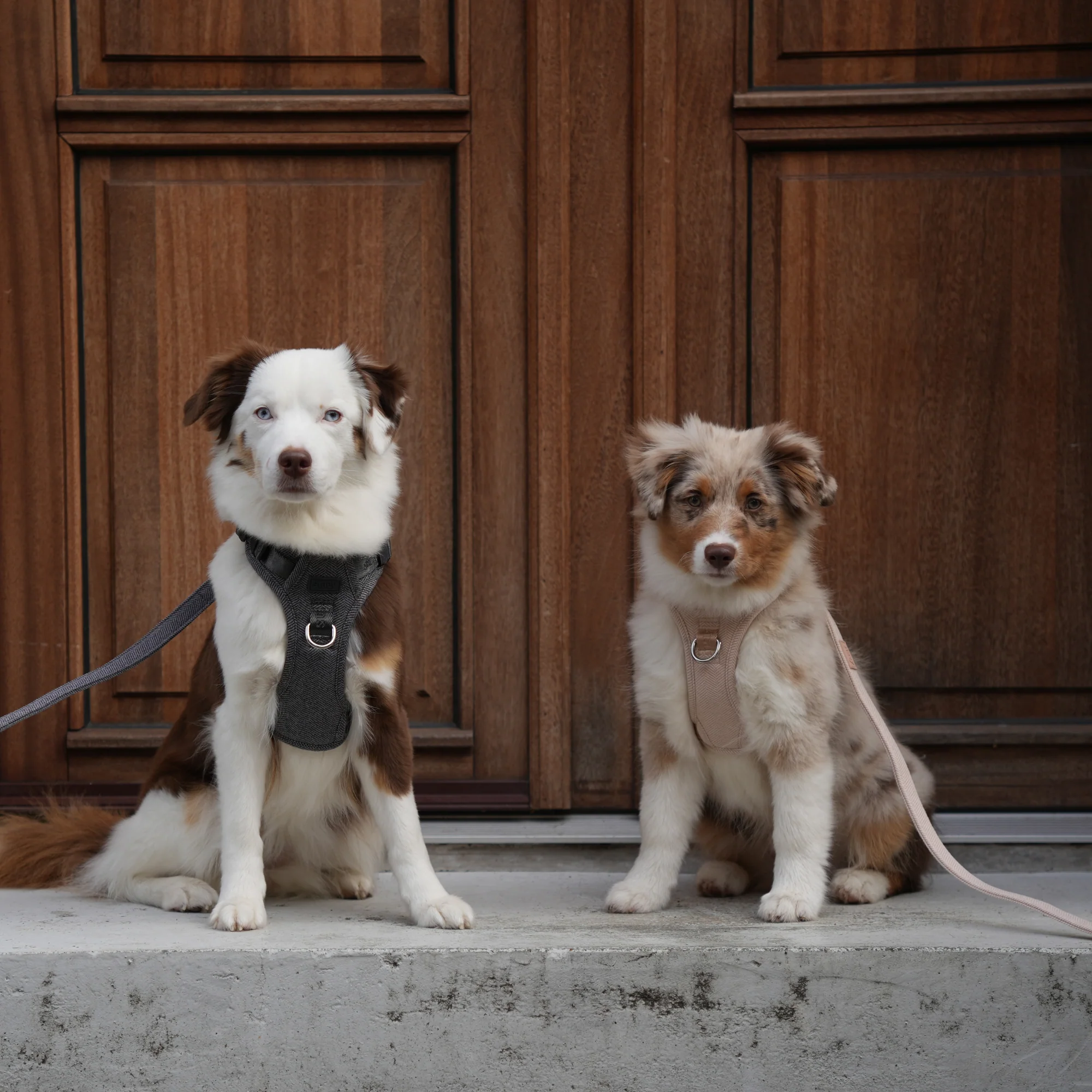 Dog Essentials, Elevated as Decor